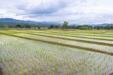 Asya yeşil pirinç alan bahar zaman