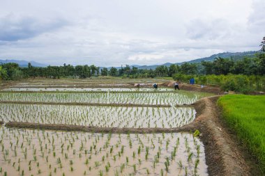 Asya yeşil pirinç alan bahar zaman