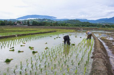 Asya'da yeşil pirinç alan bahar zaman famers ile