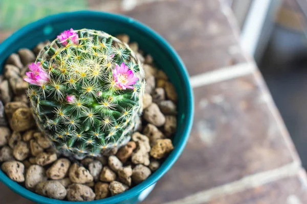 Roze Bloem Van Mammillaria Cactus Bloei — Stockfoto