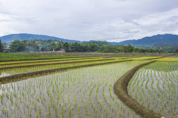 Gröna Risfält Asien Våren — Stockfoto