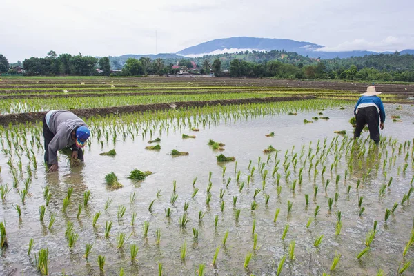 Campo Arroz Verde Asia Primavera Con Los Agricultores —  Fotos de Stock