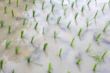 Asya yeşil pirinç alan bahar zaman