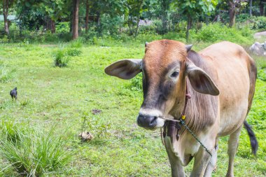 Bir buzağı bir güneşli sabah çim yeme.