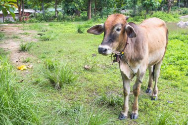 Bir buzağı bir güneşli sabah çim yeme.