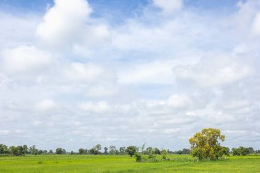 Paddy alan bulutlar ve gökyüzü arka plan ile