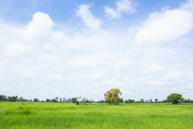 Paddy alan bulutlar ve gökyüzü arka plan ile