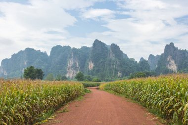 Toprak yol, şeker kamışı alanı ile güzel gökyüzü arka plan, T