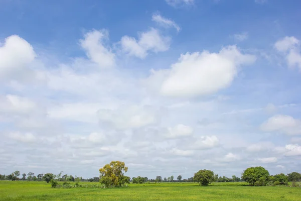 Risfält Med Moln Och Himmel Bakgrund — Stockfoto