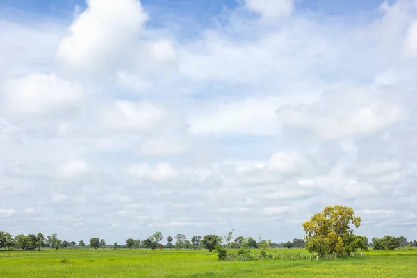 Campo Paddy Com Nuvens Fundo Sky — Fotografia de Stock