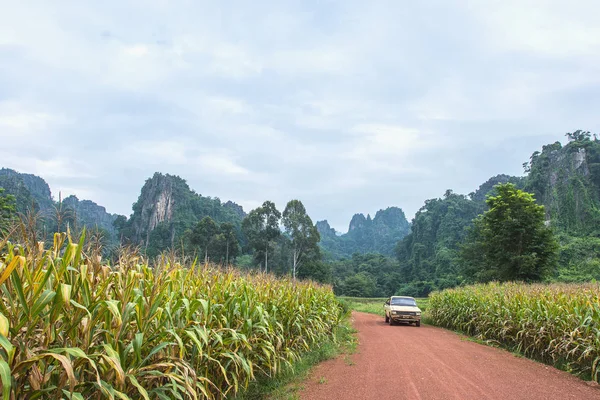 Toprak yol, şeker kamışı alanı güzel gökyüzü arka plan ile