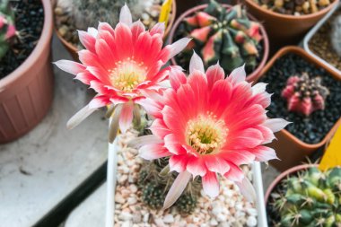 Lobivia kaktüsünün çiçek açan çiçekleri.