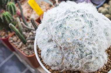 Mammillaria plumosa beyaz tüye benziyor..