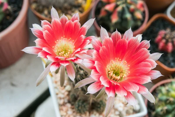 Fioritura fiore bicolore di lobivia cactus — Foto Stock