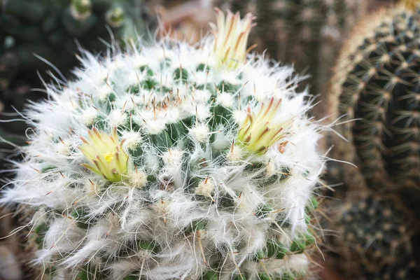 Bloeiende witte bloemen van Mammillaria cactus — Stockfoto