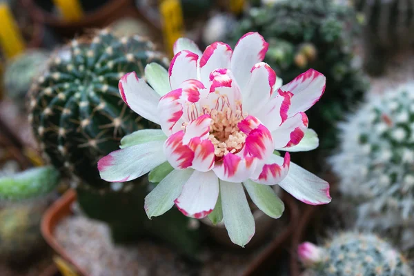 2色の花を咲かせるロビアサボテン — ストック写真