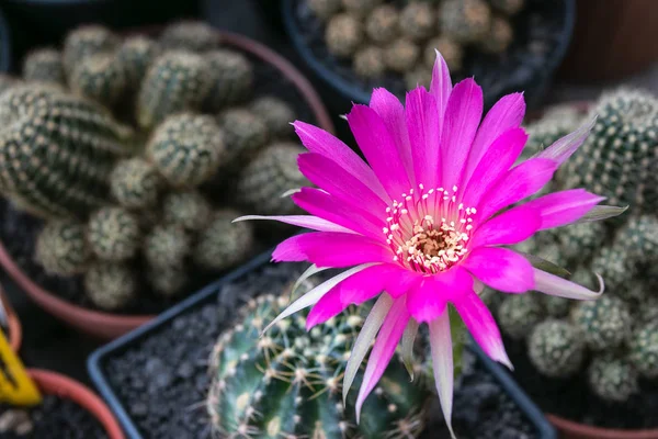 Fioritura fiore rosa og Lobivia cactus — Foto Stock