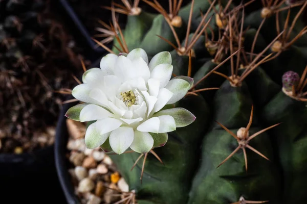 Fioritura fiore bianco di Gymnocalycium cactus — Foto Stock