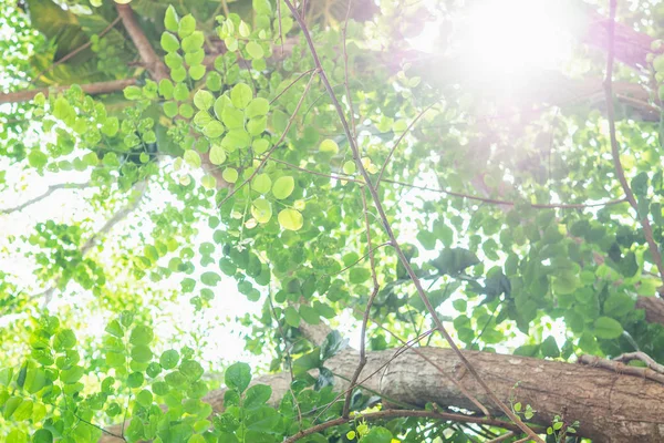 Liten grön blad med solljus lite bakgrund och konsistens — Stockfoto