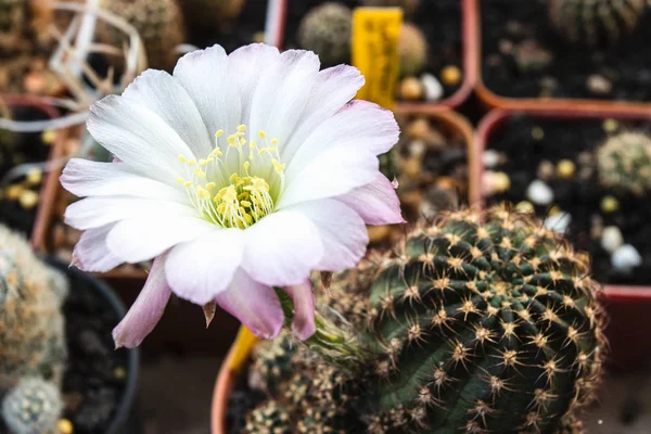 Fioritura fiore bianco e viola di Lobivia cactus — Foto Stock