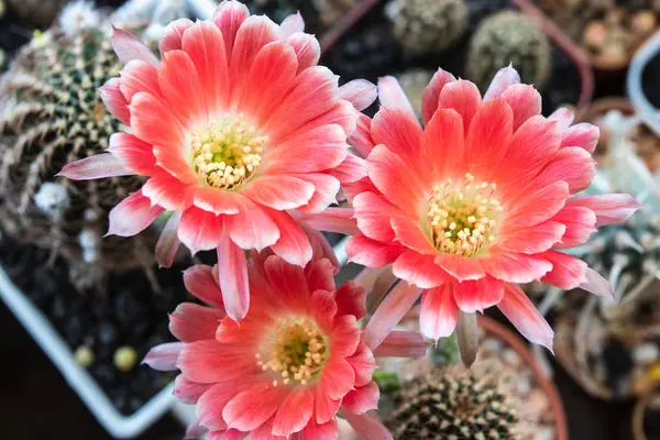 Fioritura fiore di colore di 2 toni di cactus di Lobivia — Foto Stock