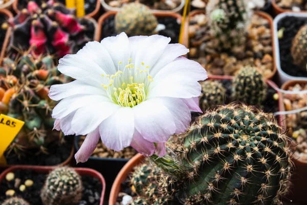 Fioritura fiore bianco e viola di Lobivia cactus — Foto Stock