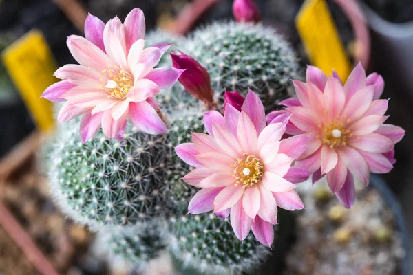 Fiore rosa chiaro fiorito del cactus di carnevale di Rebutia — Foto Stock