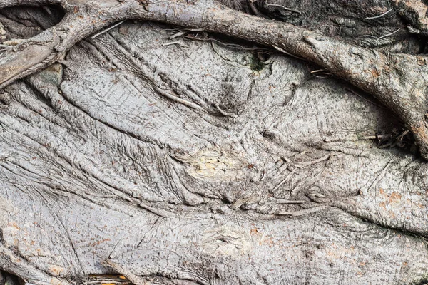 La compleja estructura de raíces antiguas fondo y textura . — Foto de Stock