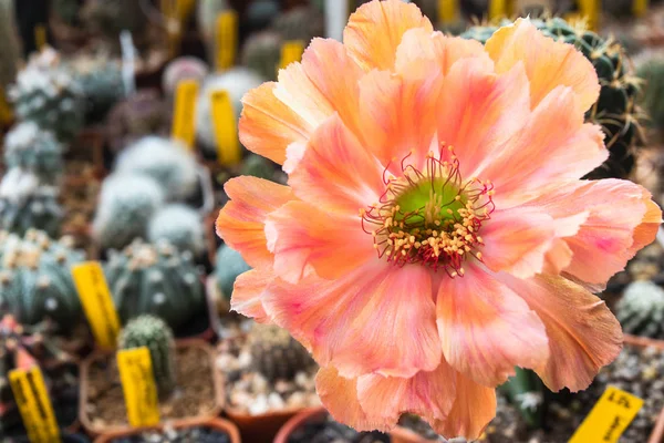 ロビアサボテンのオレンジ色の花を咲かせます — ストック写真