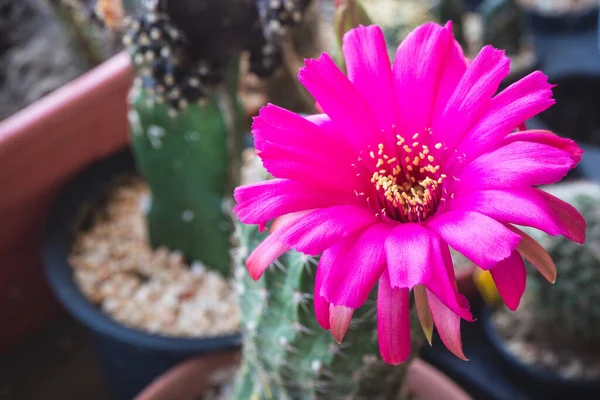 Темні Рожеві Квіти Lobivia Cactus — стокове фото