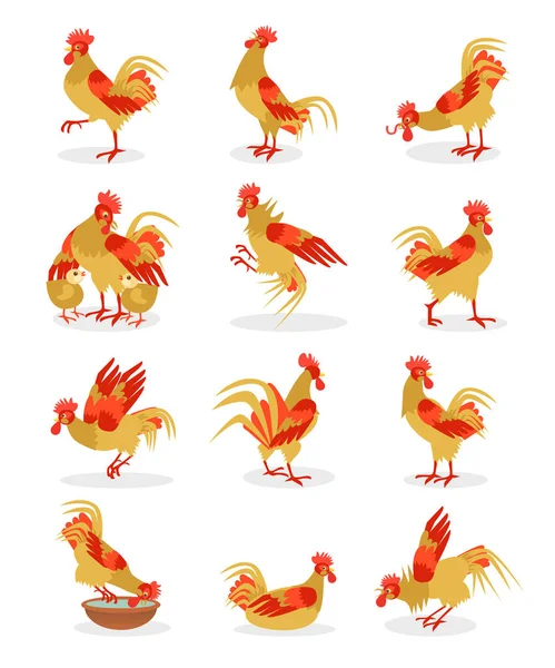 Set of roosters portrait cartoon illustration for the Chinese New Year. Cocks icon isolated on white background. — Stock Vector