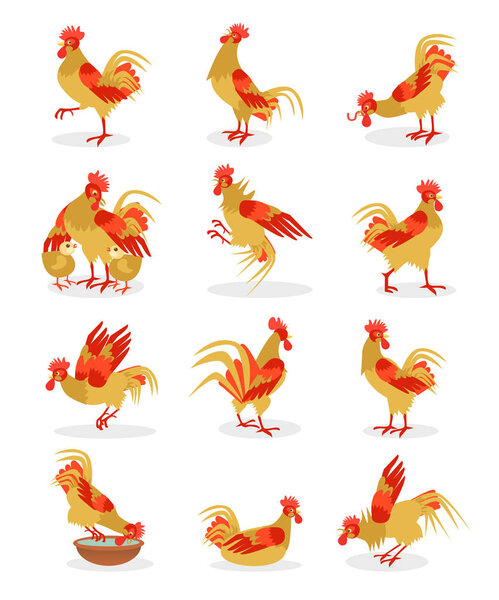 Set of roosters portrait cartoon illustration for the Chinese New Year. Cocks icon isolated on white background.