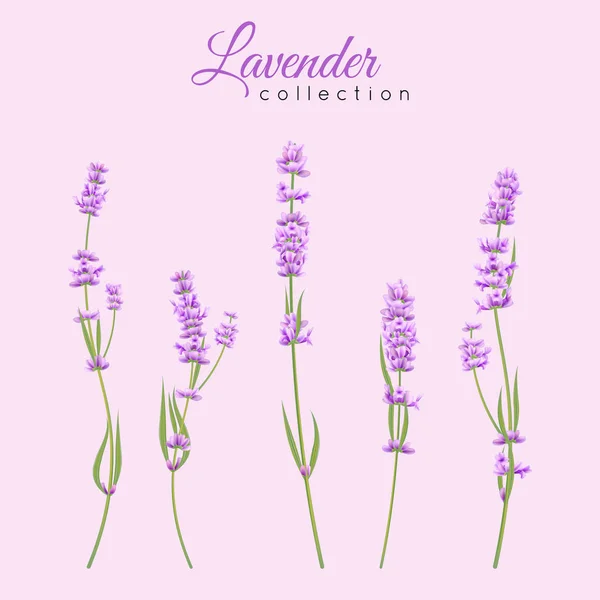 Conjunto de flor de primavera vector lavanda para la moda, diseño de belleza, tarjeta de boda, bandera, plantilla de póster . — Vector de stock