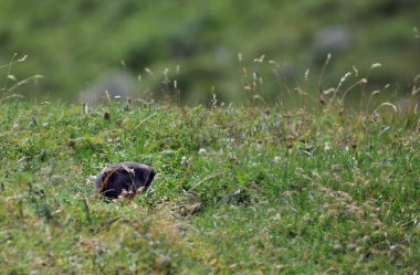 Dağ sıçanı yuvadan çıkıyor.