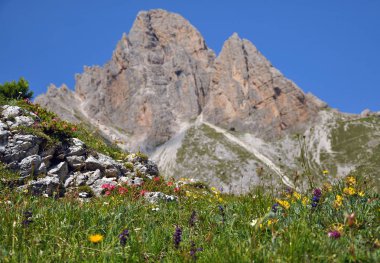 Dolomite Dağı 'nın önünde çiçek patlaması.