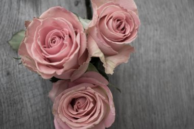 Kırsal bir arka planda üç pembe gül. Gri ahşap arka planda güller