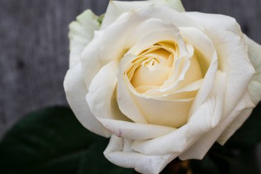 Kırsal bir arka planda beyaz bir gül. Gri ahşap arka planda gül