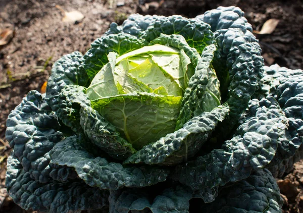 Lahana çiftlikte yetişir. Çevre dostu ürün, sağlıklı yiyecek.