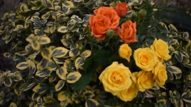 Bahçede turuncu ve sarı güller. Esinti. Güller yeşil arka planda çiçek açar. Şiir havası.