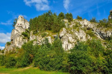 Güneşli yaz manzarası. Polonya 'daki güzel yeşil Jurassic vadisi.