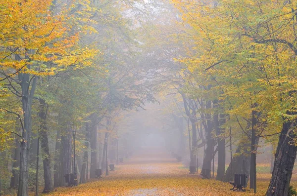 Красивый Осенний Пейзаж Прогулка Осенними Цветными Листьями Парке — стоковое фото