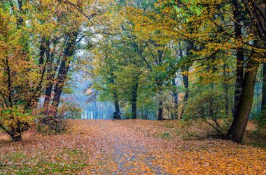 Güzel sonbahar doğası. Parkta sonbahar renkli yaprakları olan yürüyüş yolu.