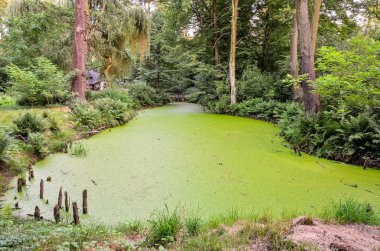 Yeşil su ve bitki. Polonya 'nın Pszczyna kentindeki yeşil nehir ve çalılar.