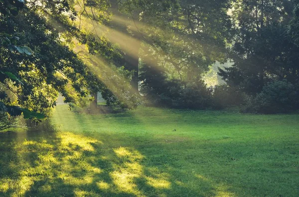 Paysage Urbain Matin Rayons Soleil Derrière Les Arbres Dans Parc — Photo