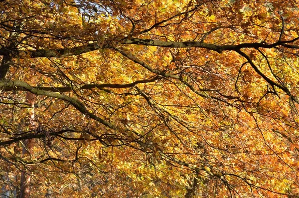 Natürlicher Herbsthintergrund Bunte Blätter Die Der Sonne Wald Leuchten — Stockfoto