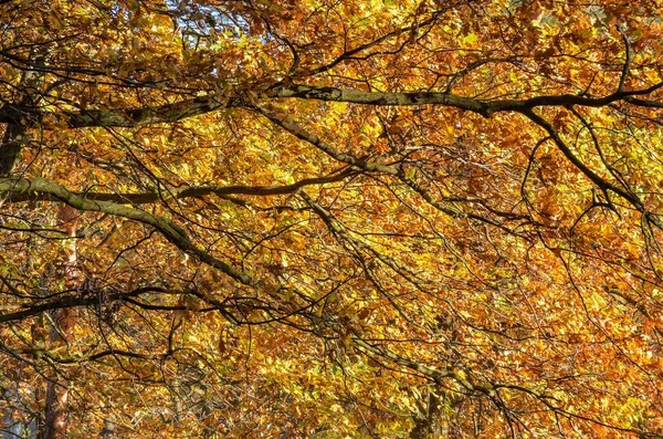 Natürlicher Herbsthintergrund Bunte Blätter Die Der Sonne Wald Leuchten — Stockfoto