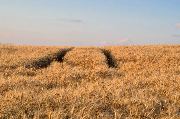 Summer Afternoon Landscape Field Golden Grain Sunlight — Stock Photo, Image