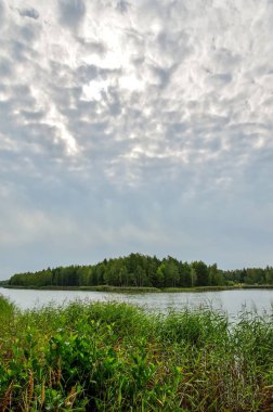 Güzel yaz manzarası. Gölde yeşil çimenler ve bulutlu gökyüzü.