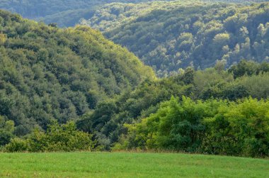 Doğal yeşil yaz manzarası. Polonya 'daki güzel Jurasik vadisi.