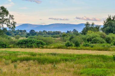 Tünaydın güzel yaz manzarası. Mavi gökyüzü ve yeşil çayırlar.